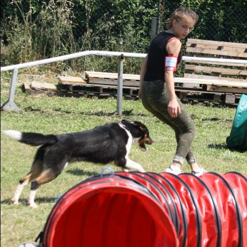 Entre chiens et nous comportementaliste éducateur canin