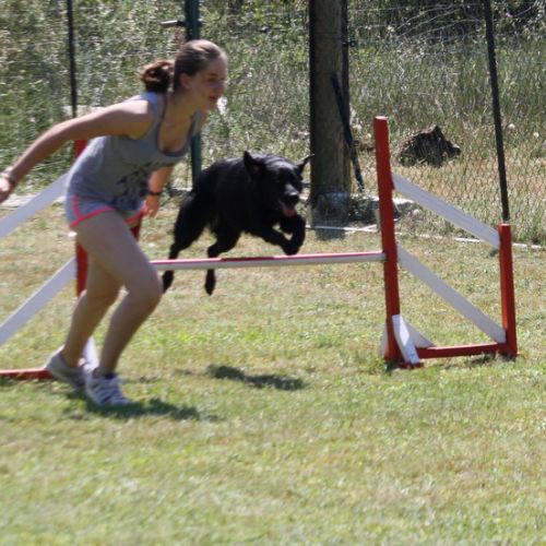 Entre chiens et nous comportementaliste éducateur canin