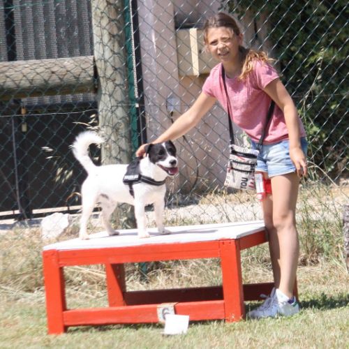 Entre chiens et nous comportementaliste éducateur canin