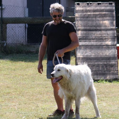 Entre chiens et nous comportementaliste éducateur canin