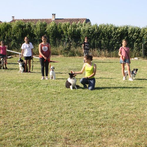 Entre chiens et nous comportementaliste éducateur canin