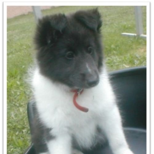 Entre chiens et nous comportementaliste éducateur canin