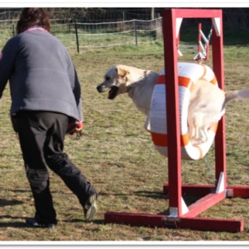 Entre chiens et nous comportementaliste éducateur canin