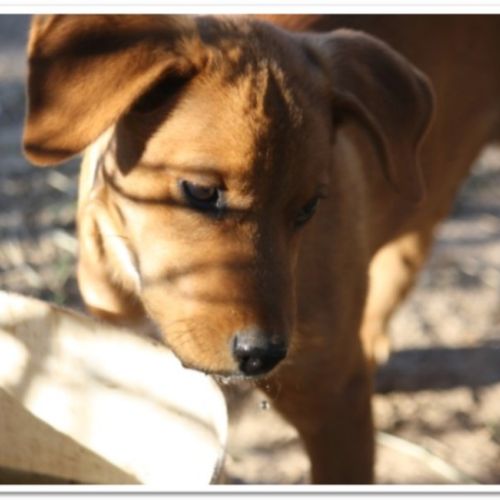 Entre chiens et nous comportementaliste éducateur canin