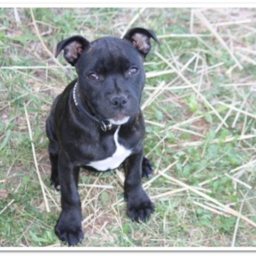 Entre chiens et nous comportementaliste éducateur canin