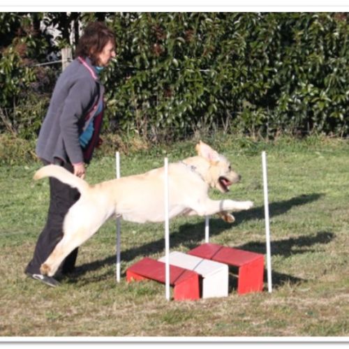 Entre chiens et nous comportementaliste éducateur canin