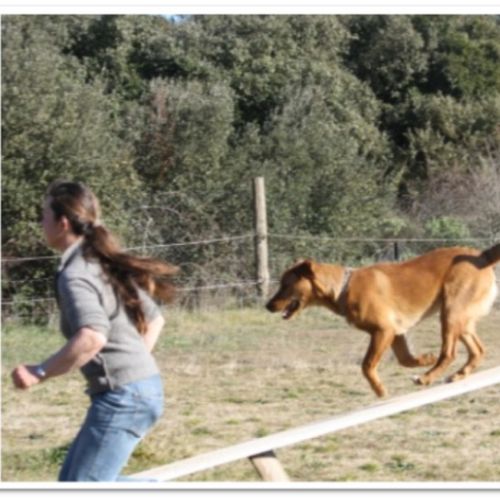 Entre chiens et nous comportementaliste éducateur canin