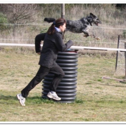 Entre chiens et nous comportementaliste éducateur canin