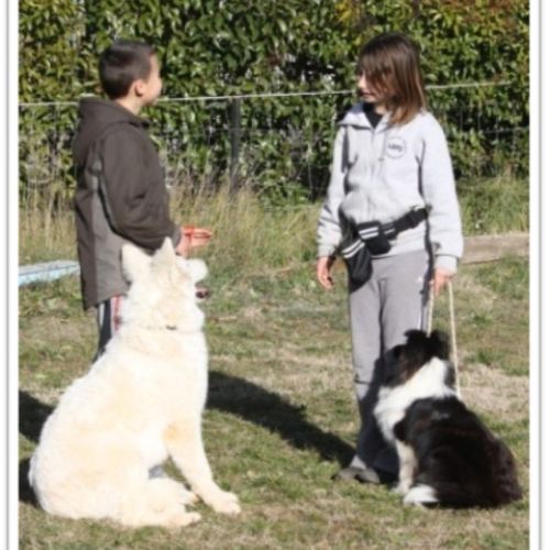 Entre chiens et nous comportementaliste éducateur canin