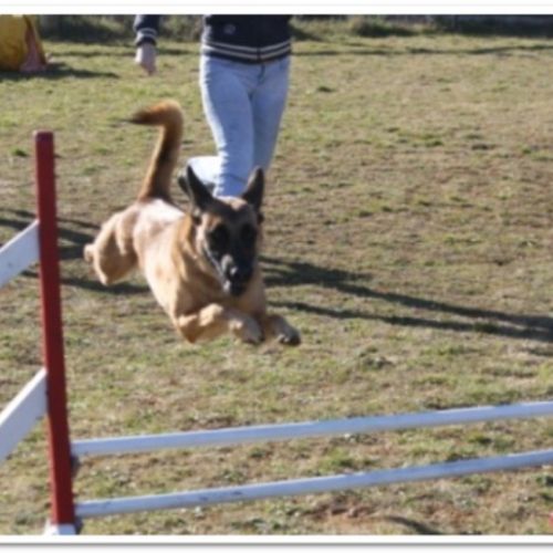 Entre chiens et nous comportementaliste éducateur canin