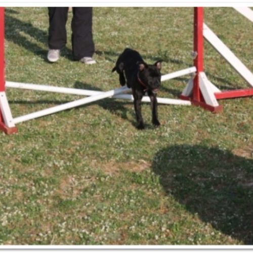 Entre chiens et nous comportementaliste éducateur canin