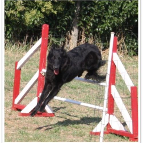 Entre chiens et nous comportementaliste éducateur canin