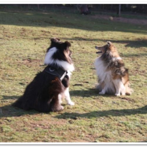 Entre chiens et nous comportementaliste éducateur canin