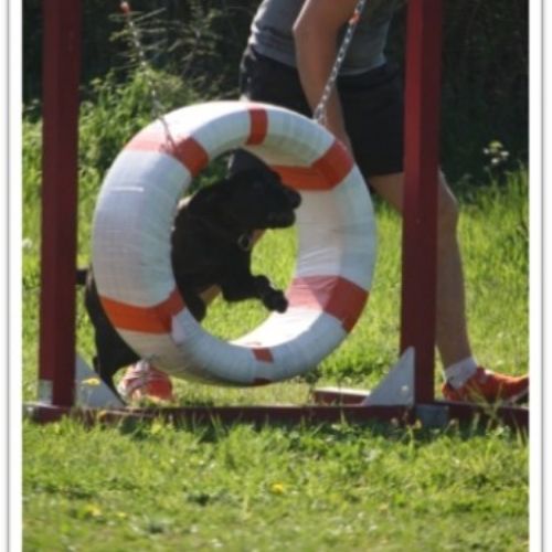 Entre chiens et nous comportementaliste éducateur canin