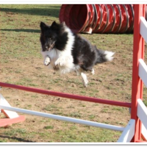 Entre chiens et nous comportementaliste éducateur canin