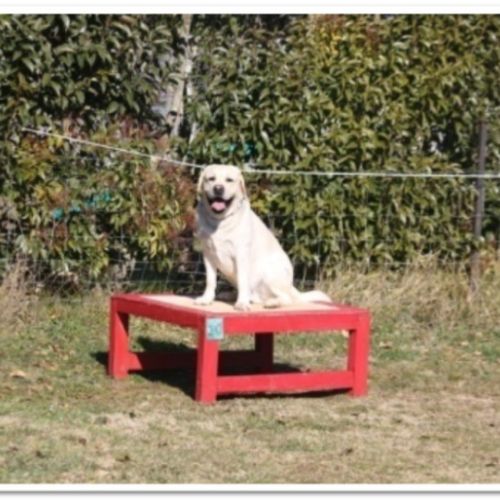 Entre chiens et nous comportementaliste éducateur canin