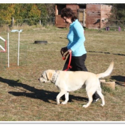 Entre chiens et nous comportementaliste éducateur canin