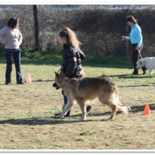 Entre chiens et nous comportementaliste éducateur canin