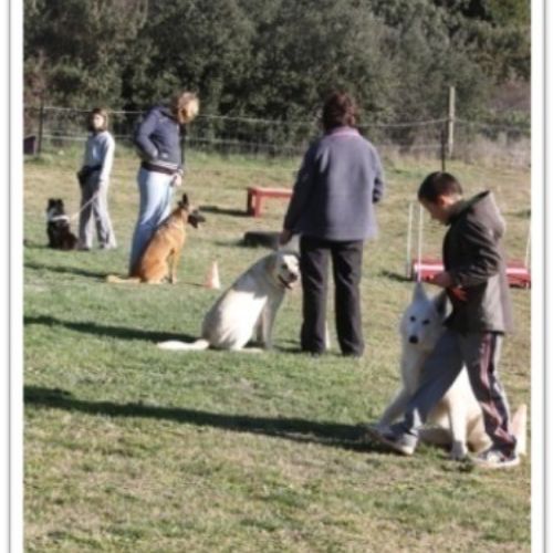 Entre chiens et nous comportementaliste éducateur canin