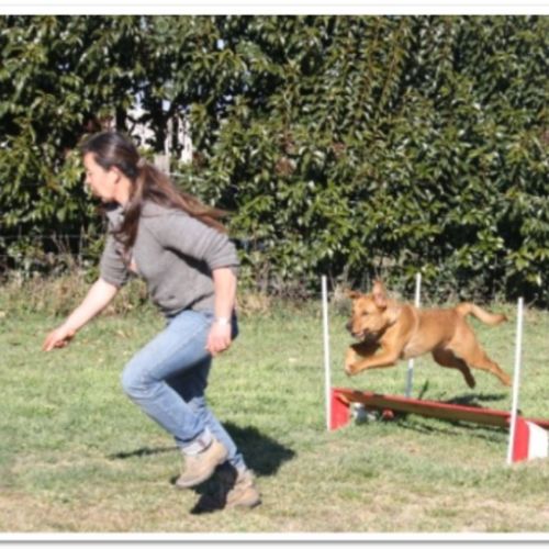 Entre chiens et nous comportementaliste éducateur canin