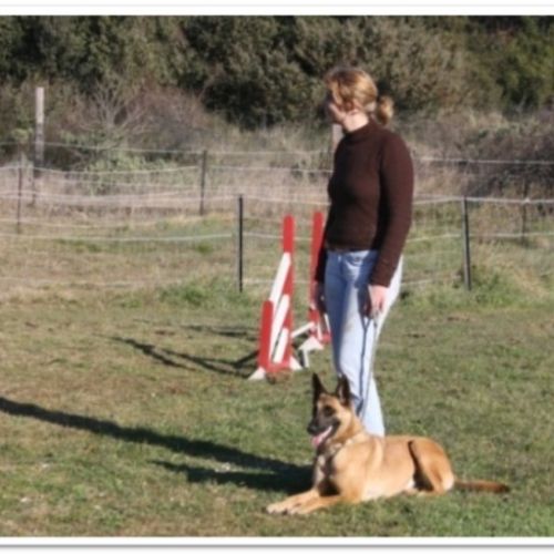 Entre chiens et nous comportementaliste éducateur canin