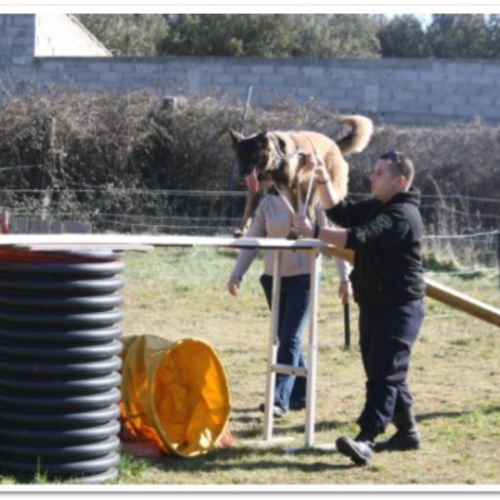 Entre chiens et nous comportementaliste éducateur canin