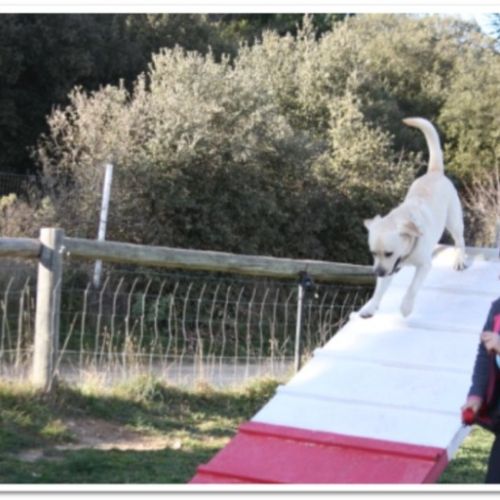 Entre chiens et nous comportementaliste éducateur canin