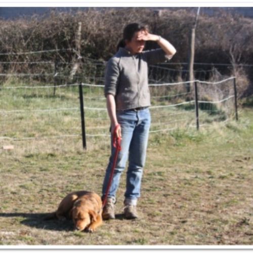 Entre chiens et nous comportementaliste éducateur canin