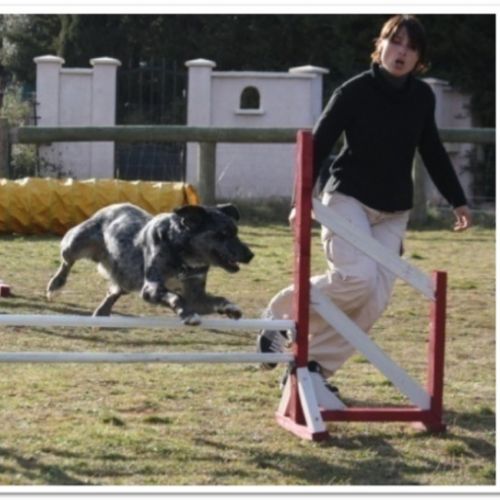 Entre chiens et nous comportementaliste éducateur canin