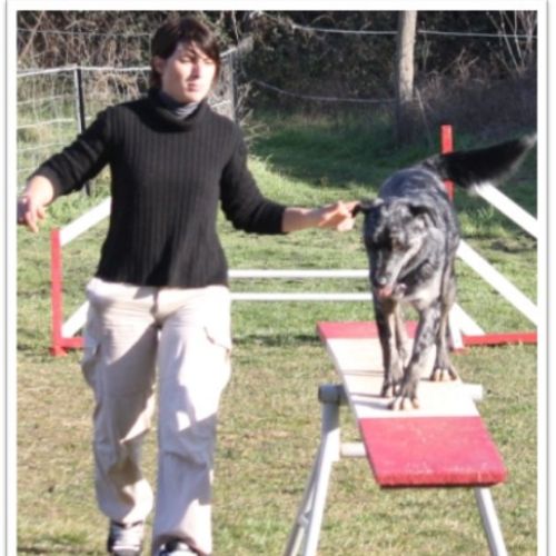 Entre chiens et nous comportementaliste éducateur canin