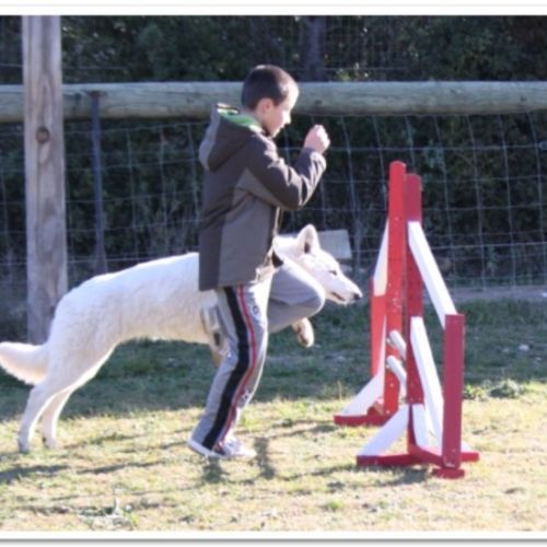 Entre chiens et nous comportementaliste éducateur canin