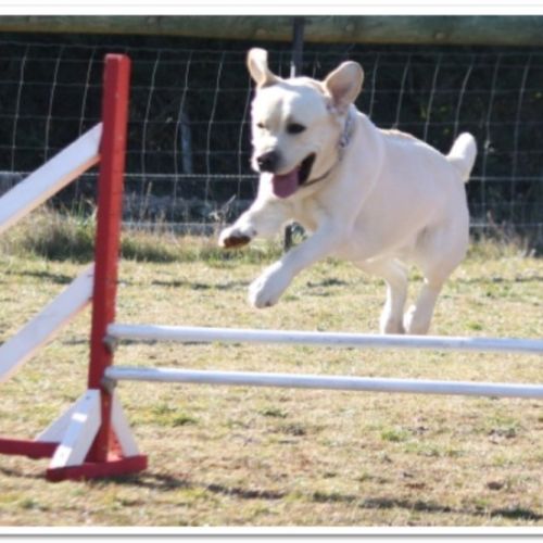 Entre chiens et nous comportementaliste éducateur canin