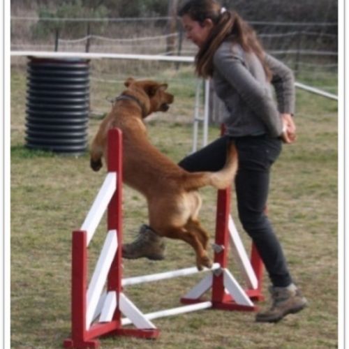 Entre chiens et nous comportementaliste éducateur canin