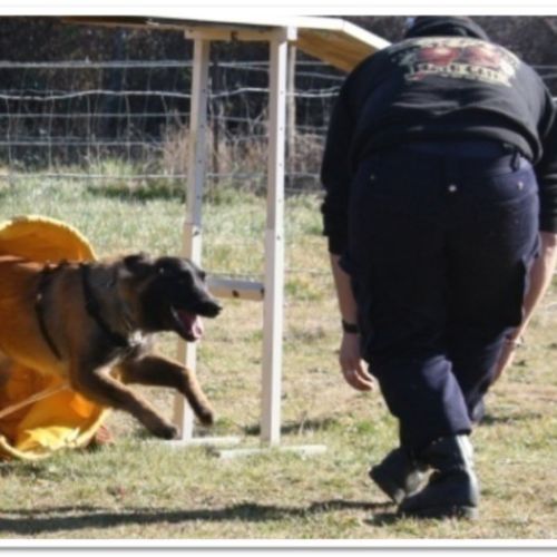 Entre chiens et nous comportementaliste éducateur canin