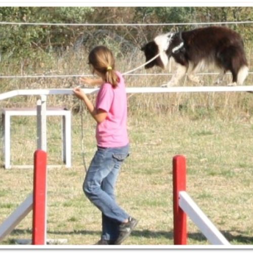 Entre chiens et nous comportementaliste éducateur canin