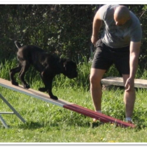 Entre chiens et nous comportementaliste éducateur canin