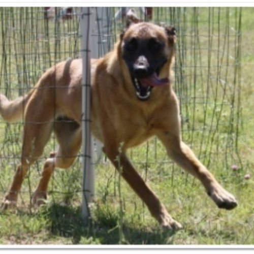 Entre chiens et nous comportementaliste éducateur canin