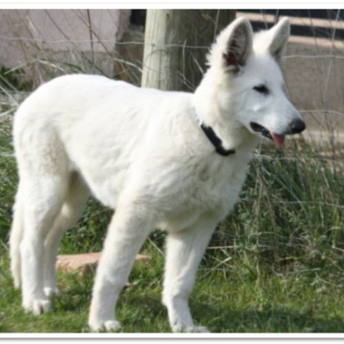 Entre chiens et nous comportementaliste éducateur canin