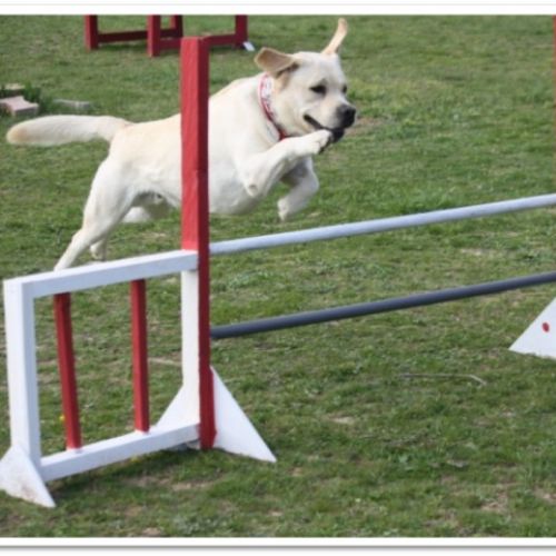 Entre chiens et nous comportementaliste éducateur canin