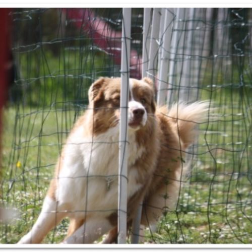 Entre chiens et nous comportementaliste éducateur canin
