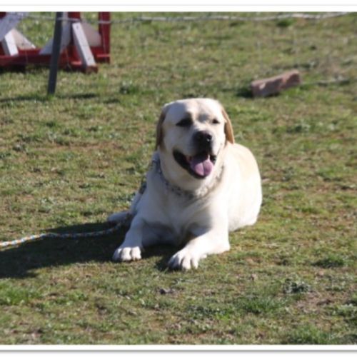 Entre chiens et nous comportementaliste éducateur canin