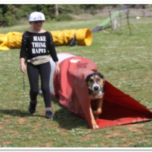 Entre chiens et nous comportementaliste éducateur canin