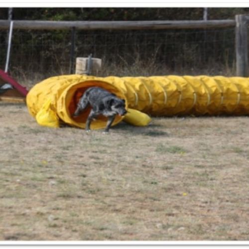 Entre chiens et nous comportementaliste éducateur canin