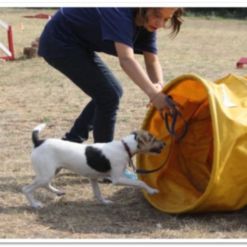 Entre chiens et nous comportementaliste éducateur canin