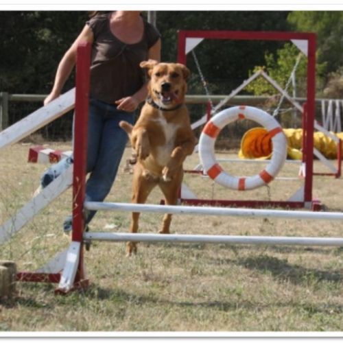 Entre chiens et nous comportementaliste éducateur canin