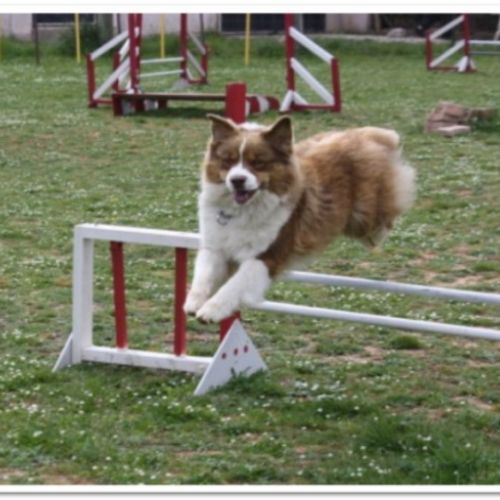 Entre chiens et nous comportementaliste éducateur canin