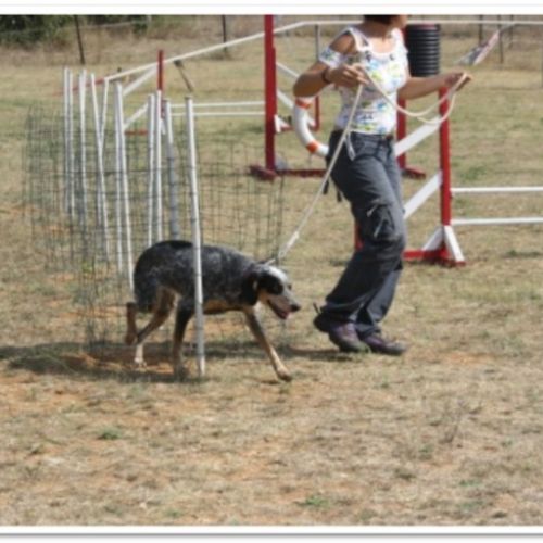 Entre chiens et nous comportementaliste éducateur canin