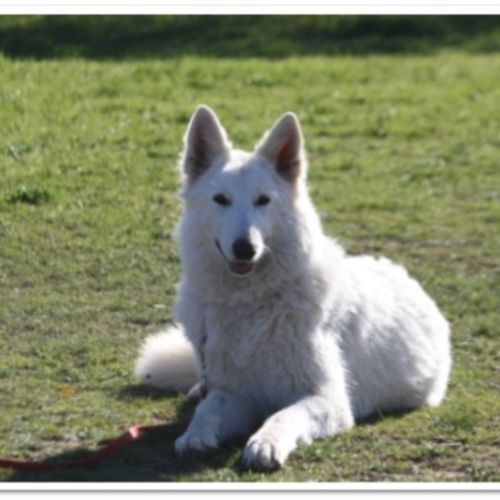 Entre chiens et nous comportementaliste éducateur canin