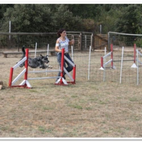 Entre chiens et nous comportementaliste éducateur canin