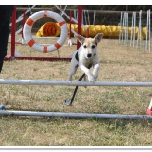 Entre chiens et nous comportementaliste éducateur canin
